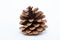 Detailed Monterey Pinecone with white background