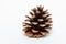 Detailed Monterey Pinecone with white background