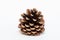 Detailed Monterey Pinecone with white background