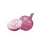 Detailed natural drawing of cut and whole red onion. Fresh organic ripe raw vegetable or gathered crop isolated on white