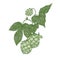 Detailed natural realistic drawing of hop sprig. Green flower buds and leaves of plant cultivated for beer brewing hand