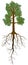 Detailed oak tree with leaves, trunk and root isolated on white background. Example of taproot system plant with stout
