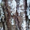 detailed old pine wood bark pattern close up in pine forest