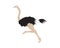 Detailed Ostrich with Running Gesture Illustration