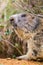 Detailed outdoor portrait of alpine groundhog Marmota monax