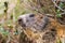 Detailed outdoor portrait of alpine groundhog Marmota monax
