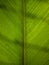 Detailed palm banana leaves veins