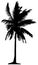 Detailed palm tree