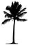 Detailed palm tree