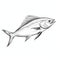 Detailed Penciling: Vector Illustrations Of Bigeye Tunafish On White Background