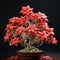 Detailed Petals: Bonsai Poinsettias By J