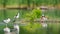 Detailed photo of a family of rare Pied Avocet