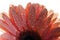 A detailed photo of a Gerbera flower.Barbeton Daisy Gerbera Flower.