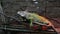 detailed photo, an important iguana sits on a tree branch behind the glass of a shop, in a word, it is waiting for its owner