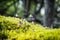 Detailed photo of mushrooms, High Tatras, Slovakia