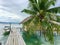 Detailed photo of palm tree at Raja Ampat