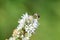 Detailed photo of a syrphid on mint blossom.