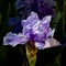 Detailed photograph of a Bearded Iris flower blossom in springtime , Iris hybrida, close-up macro.