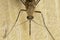 Detailed photograph of mosquito physiognomy, eyes and beak