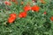 Detailed photograph of poppies on a poppy meadow