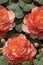 Detailed Photorealistic Seamless Patterns of Begonia Flowers