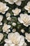 Detailed Photorealistic Seamless Patterns of Gardenia Flowers