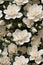 Detailed Photorealistic Seamless Patterns of Gardenia Flowers