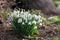 Detailed picture of the bunch of Snowflake or Snowdrop flower in the bloom.