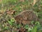 Detailed Picture of the European hedgehog in the wood.in the spring just after the winter sleep or hibernation.