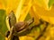 Detailed Picture of riped walnut with open green skin and shallow focus yellow autumn leaves on the tree in the garden.