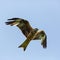Detailed portrait flying red kite milvus milvus bird, spread w