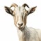 Detailed Portrait Of Goat On White Background In Kerem Beyit Style