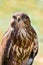 Detailed portrait goshawk