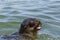 Detailed portrait head of wild eared seal otariidae in water, sunshine