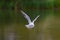 Detailed portrait of natural flying black-headed gull Larus ri