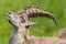 detailed portrait natural relaxed male alpine capra ibex capricorn in meadow