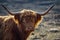 Detailed portrait of a scottish highland cattle