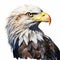This is a detailed and realistic illustration of a bald eagles head, showcasing its sharp yellow beak and intense gaze