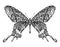 Detailed realistic sketch of a butterfly moth