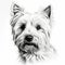 Detailed And Realistic West Highland Terrier Sketch Art On White Background
