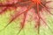 Detailed red veined leaf abstract.
