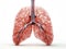 Detailed rendering of human lungs on a white background. Alveoli, capillaries, blood vessels and the main respiratory