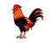 Detailed Rooster and Cock with Standing Gesture Illustration