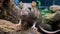 Detailed Scientific Study Of Harpia Harpyja Rat In Brazilian Zoo