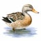 Detailed Shading Duck Illustration On White Background