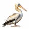 Detailed Shading Vector Illustration Of White Pelican On White Background