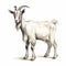 Detailed Shading: White Goat Illustration On White Background