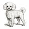 Detailed Shading: White Poodle Isolated On White Drawing Illustration