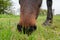 Detailed, shallow focus image of a chestnut coloured Horse seen grazing.