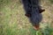 Detailed, shallow focus image of a chestnut coloured Horse seen grazing.